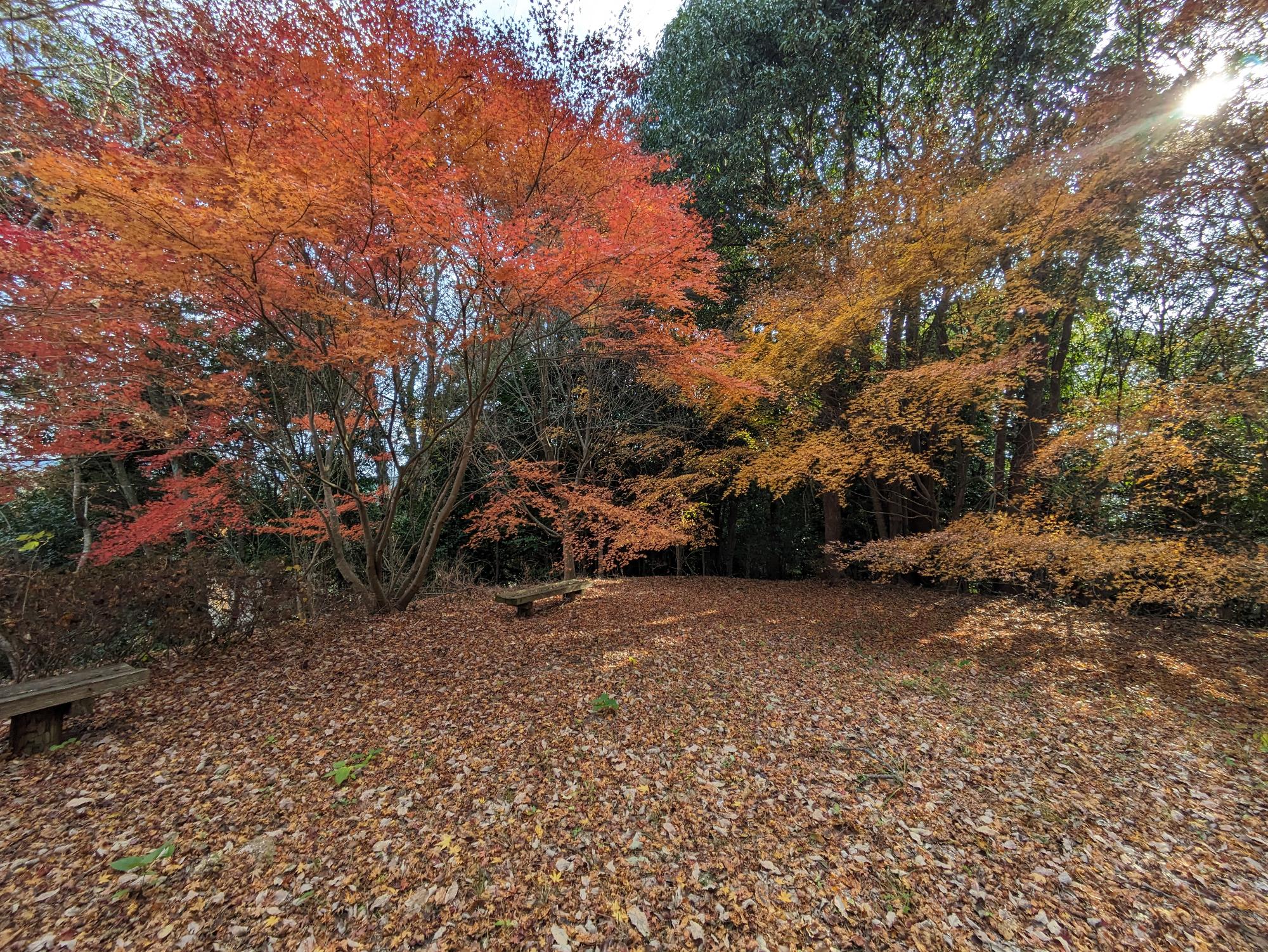 紅葉の写真